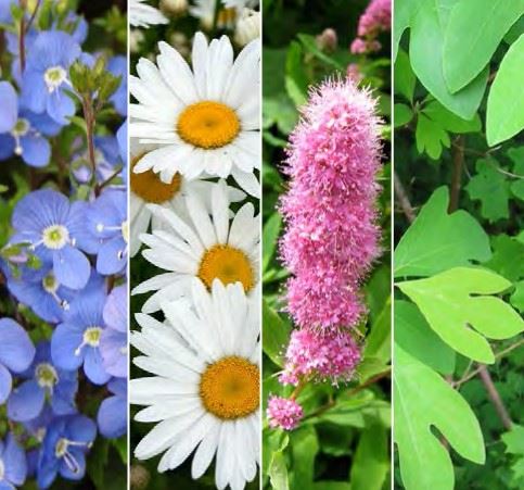 landscaping fire resistant plants