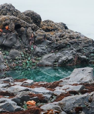 tide pool horizonal