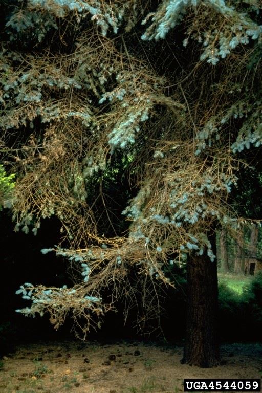 Spruce_aphid_2017 image